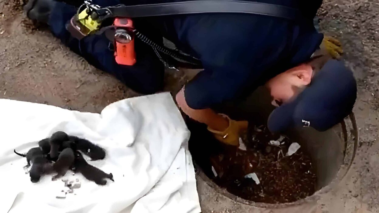 Firefighters Rescue What They Thought Were Puppies—Only to Discover They Were Foxes