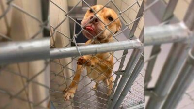 Shelter Pup From Georgia Transforms Completely After He Finds Most Amazing Foster Family
