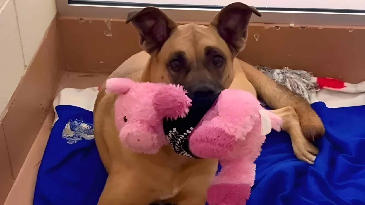 After Three Years of Waiting, Kylie the Shelter Dog Still Believes in Love