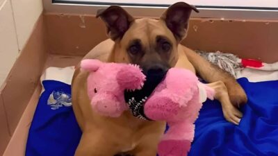After Three Years of Waiting, Kylie the Shelter Dog Still Believes in Love