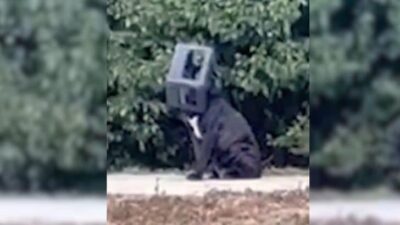 Rescuers Found A Pup With Head Stuck In A Plastic Box For A Year