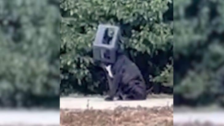 Rescuers Found A Pup With Head Stuck In A Plastic Box For A Year