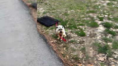Abandoned Dog Tied To A Crate Finally Finds A Loving Home