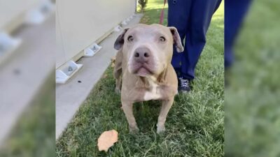 Exhausted Pit Bull Rescued With Her Puppies Discovers a Life Full of Love
