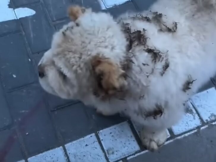 a dog with fur spots 728x546