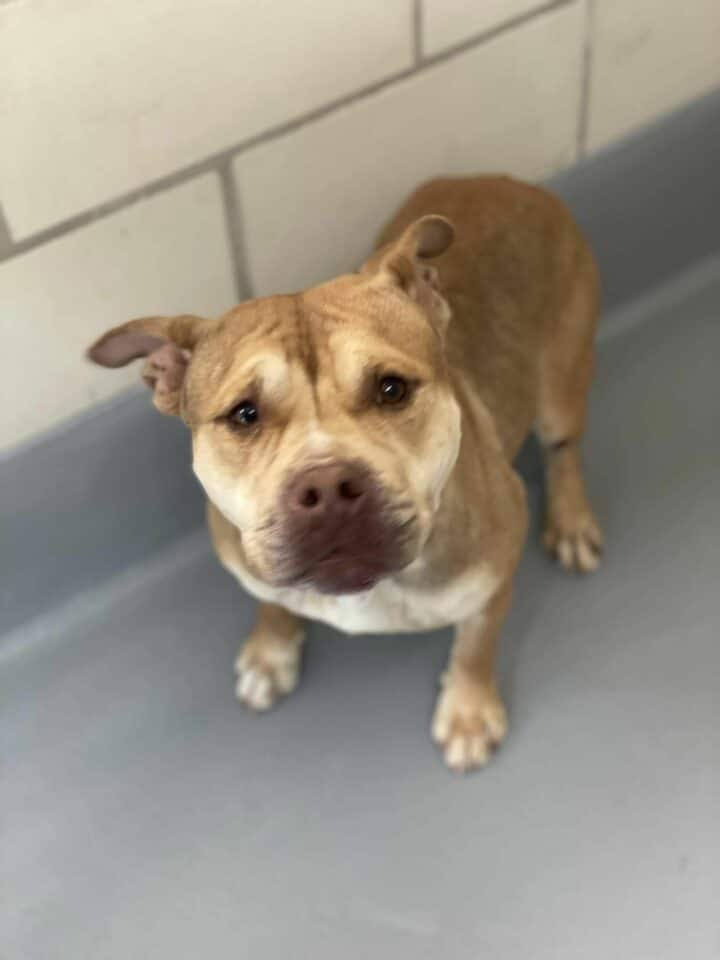 adopted brown dog 720x960