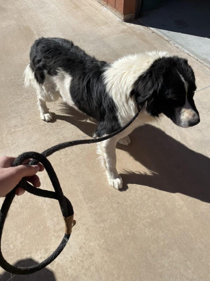 black and white dog on a leash 1 720x960