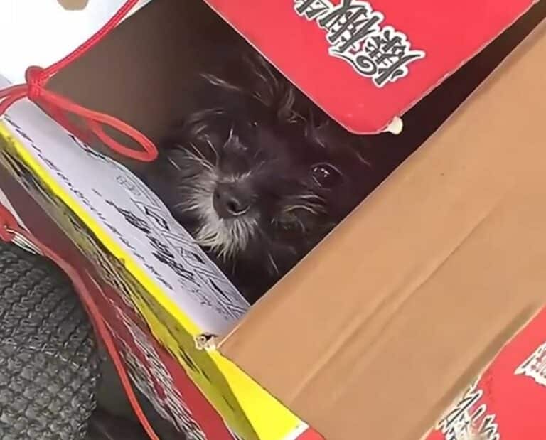 black dog in the box 768x619