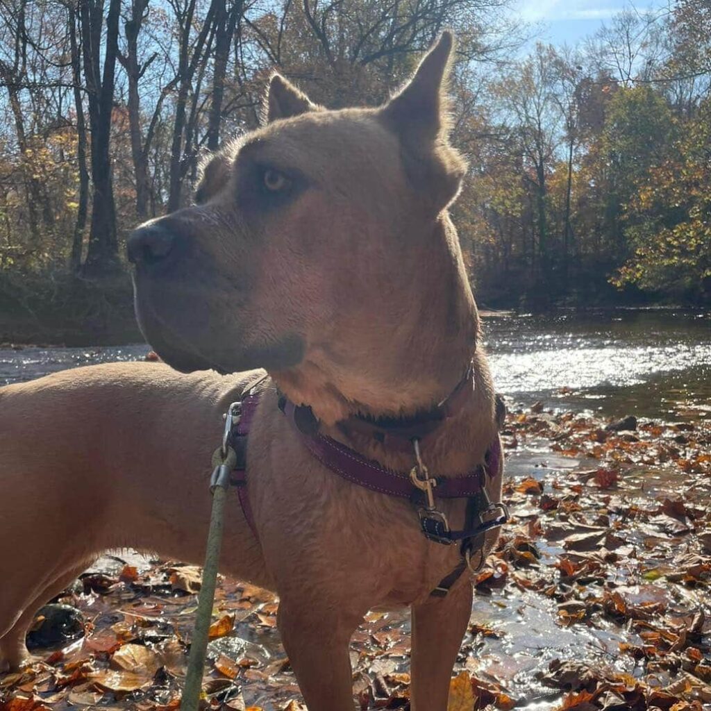 brown dog