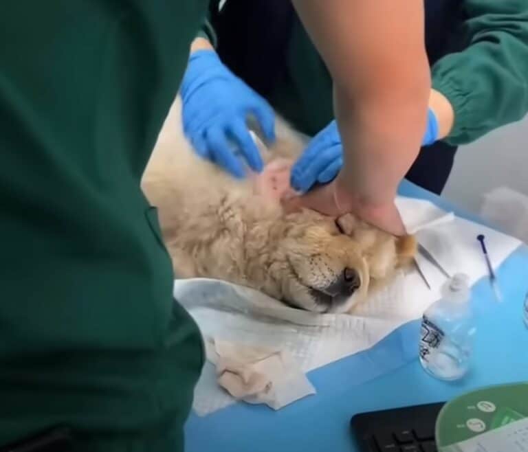 chow chow on the veterinarian table 768x658