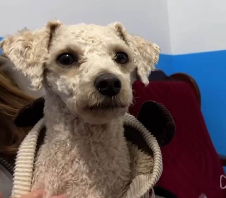 Shivering Dog Outside Store Gets a Chance To Be Loved