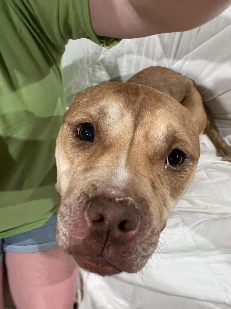 cute brown dog 1