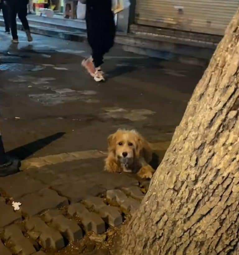laying behind the tree