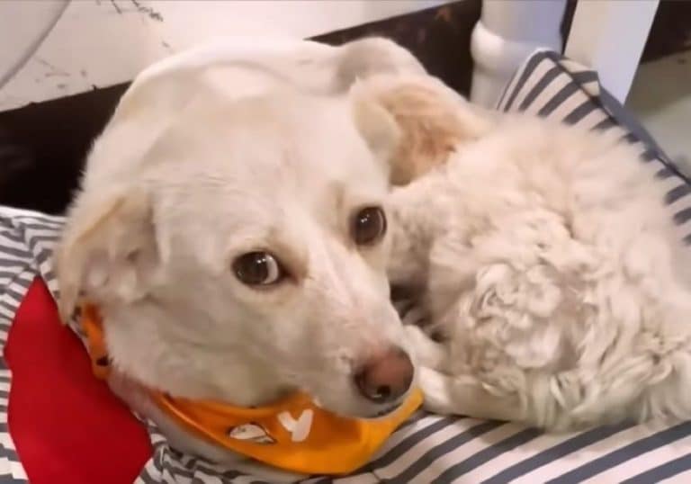 cute white dog laying 768x538