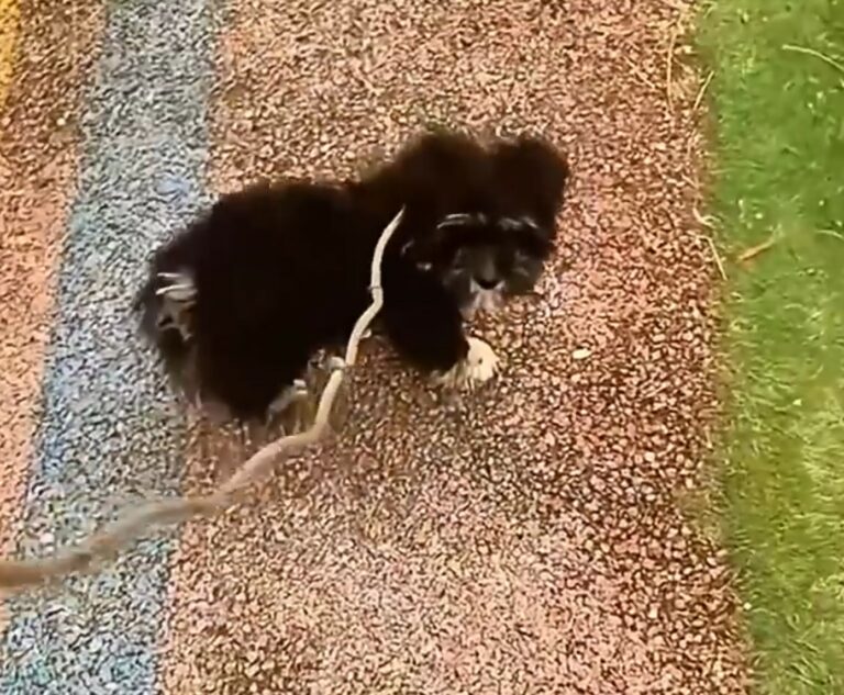 dog in the park 768x633