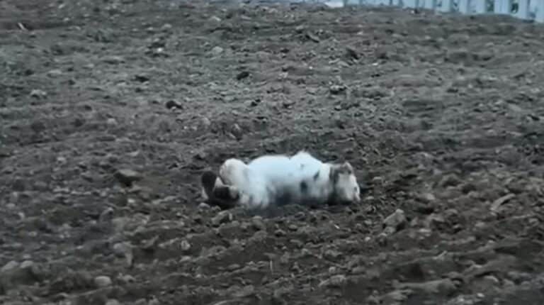 dog rolling in a dirt 768x430