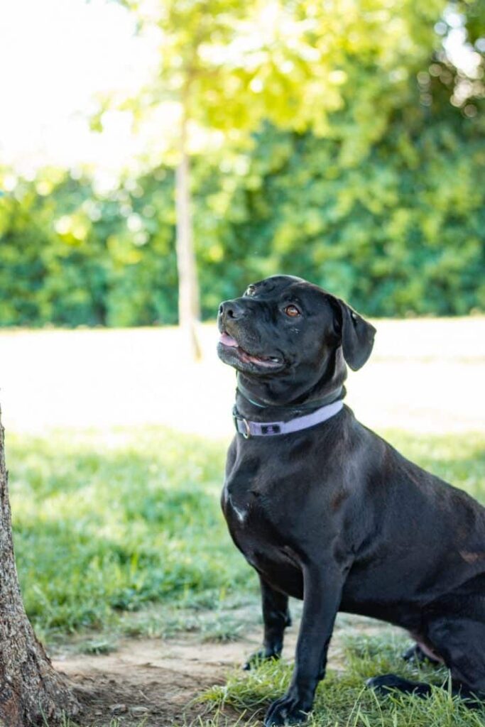 dog standing next to a tree 720x1080
