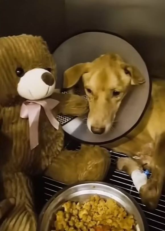 dog wearing a cone 1