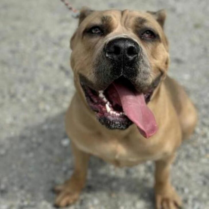 dog with tongue out 728x728