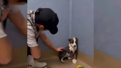 Stray Dog Once Too Scared to Look Up Learns What It Means to Be Loved