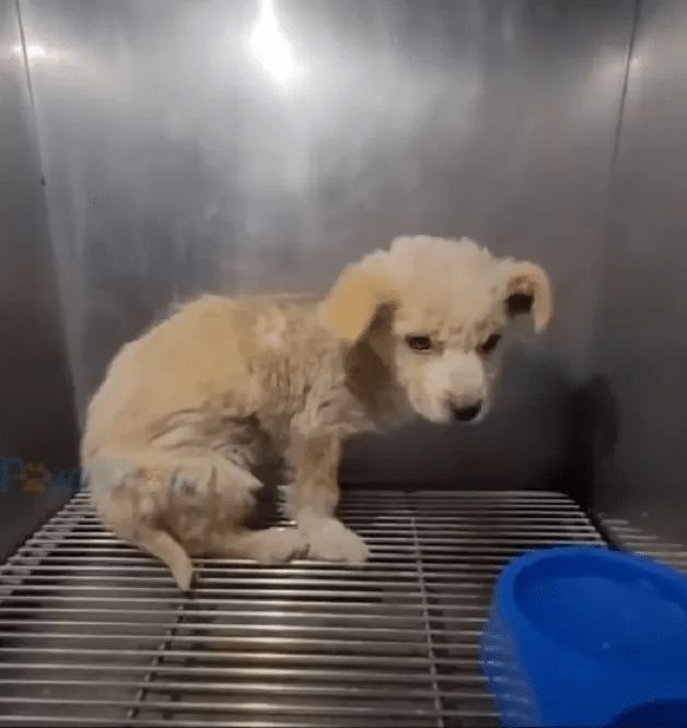 Abused Puppy