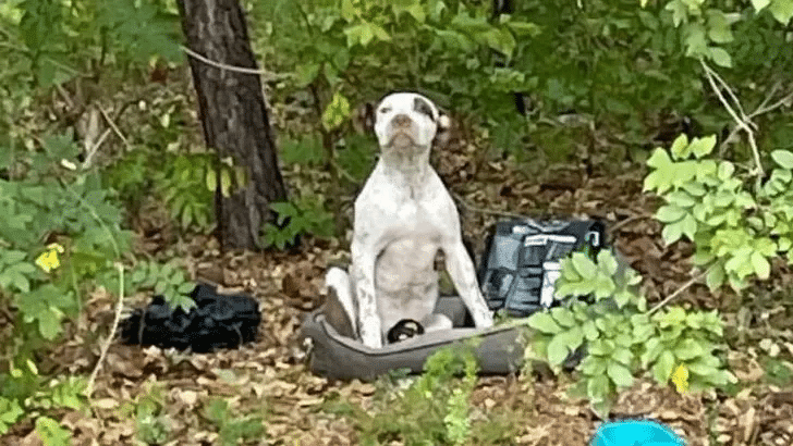 Heartbroken Puppy