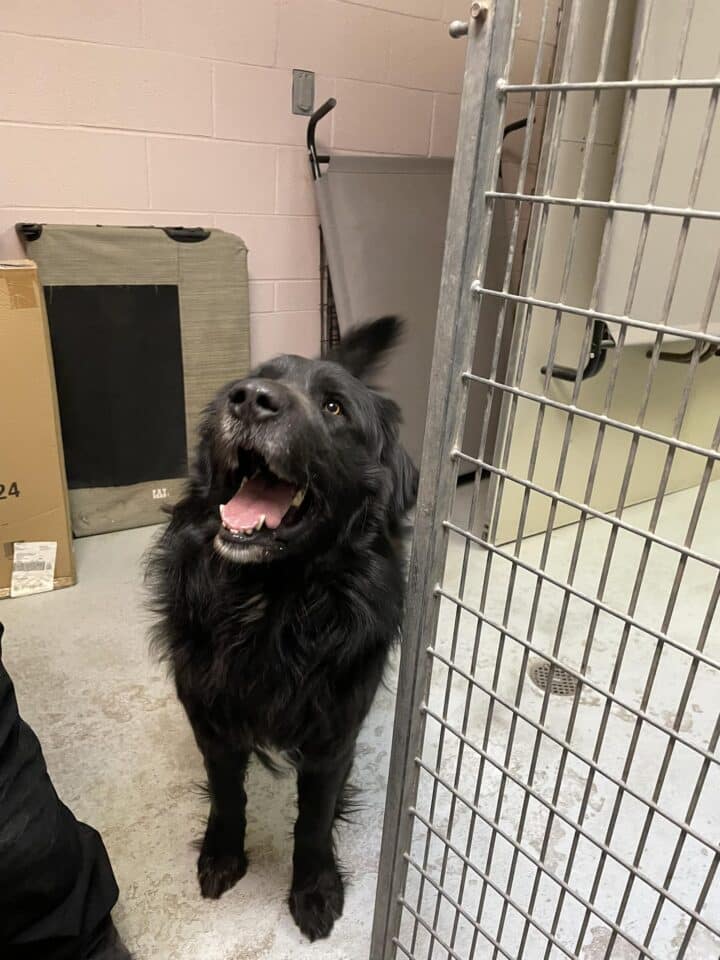 gorgeous black dog 720x960