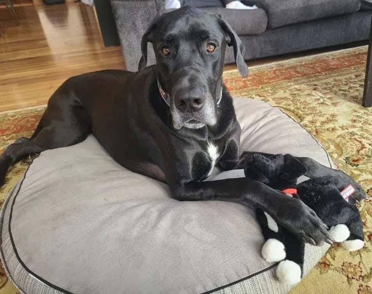 grat dane lying on dog bed 768x607