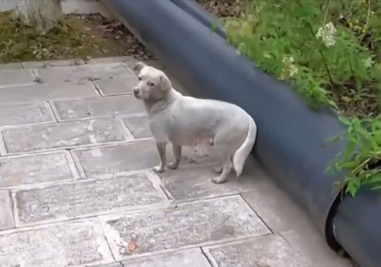 gray dog on a gray tiles 768x538