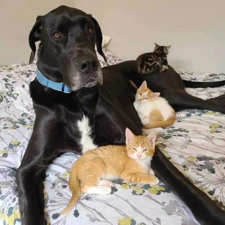 great dane dog lying with cats 728x728