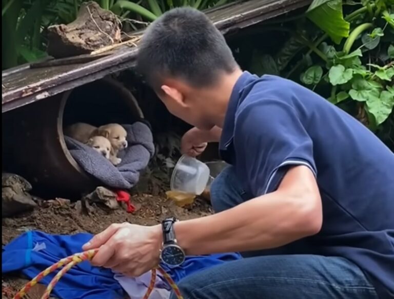 guy feeding starving puppies 768x583