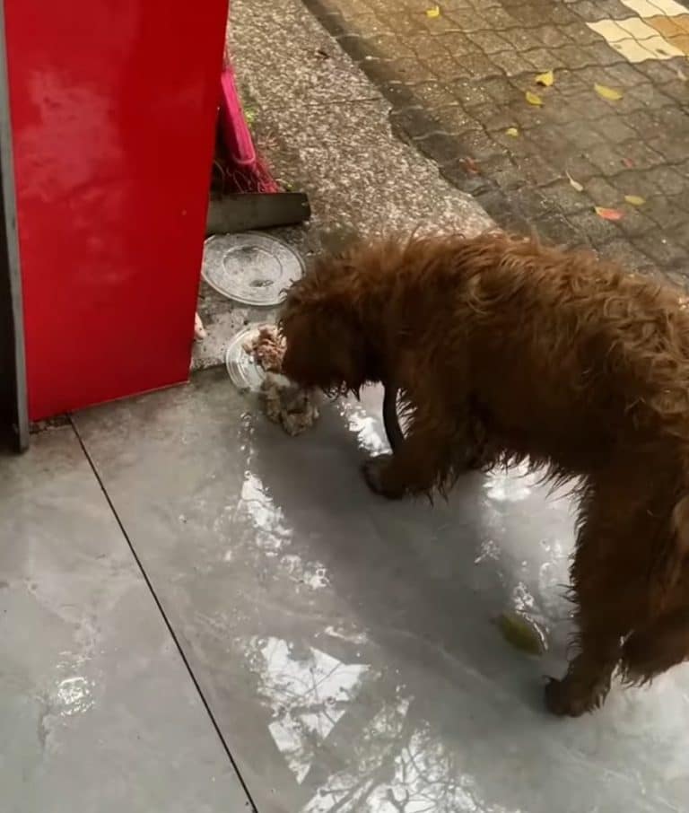 hungry dog eating 768x906