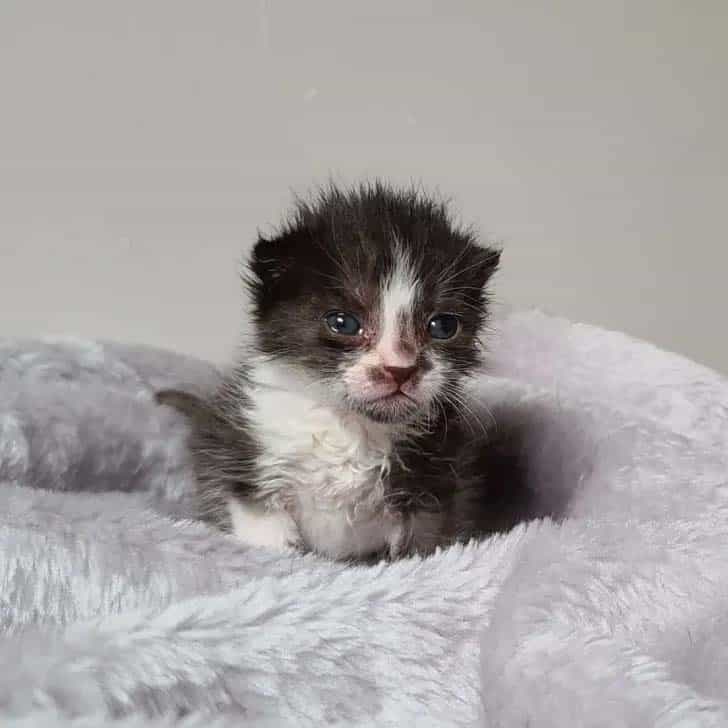 photo of a tiny kitten 728x728