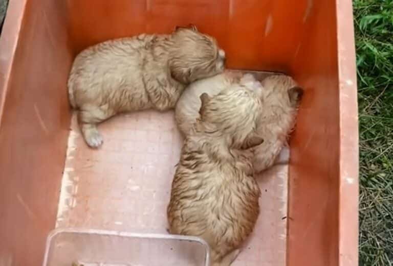 puppies in bucket 768x521