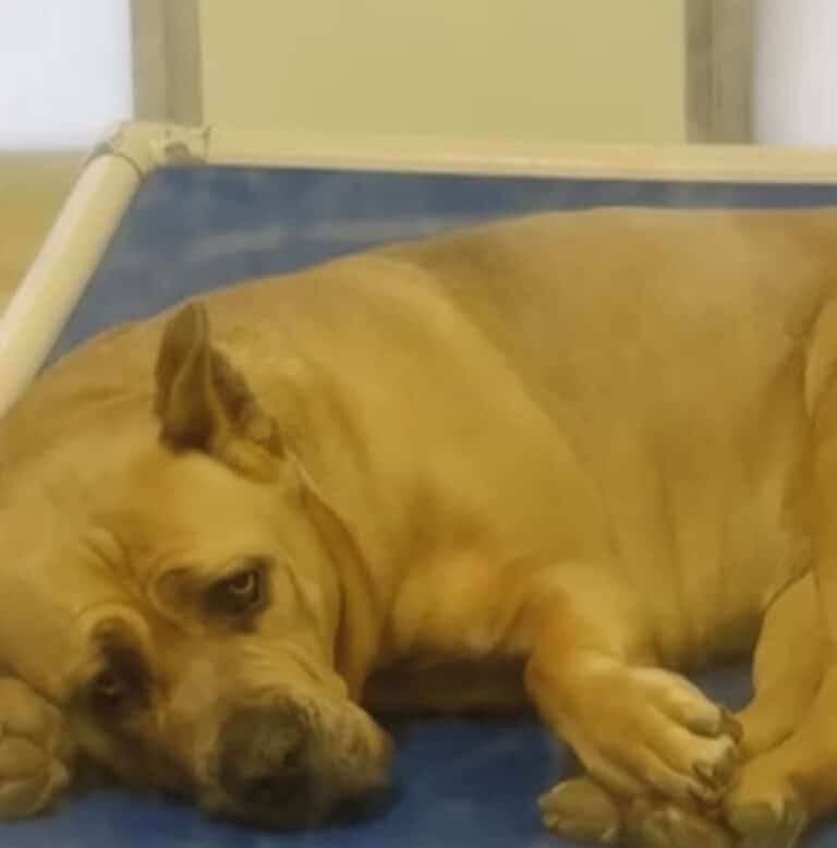 sad dog 768x778