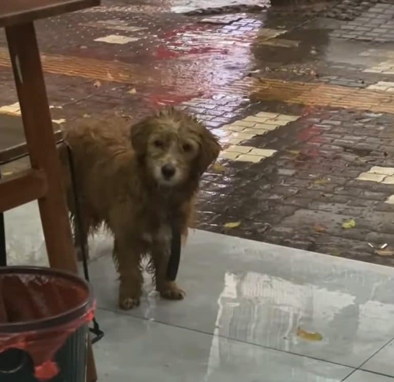 sad looking