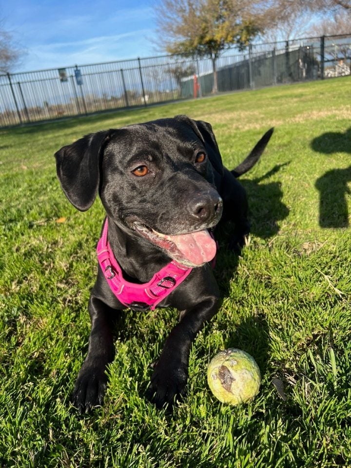 sweet black dog laying on a grass 720x960