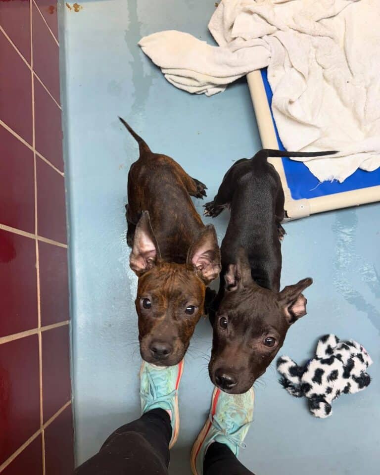 sweet twin dogs 768x960