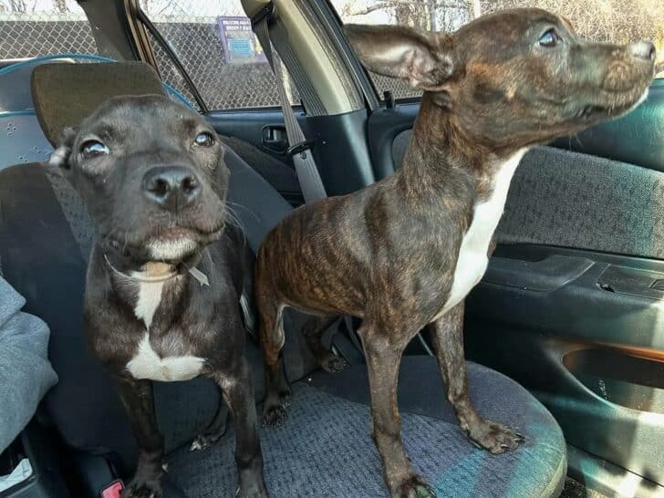 twin dogs in car 728x546