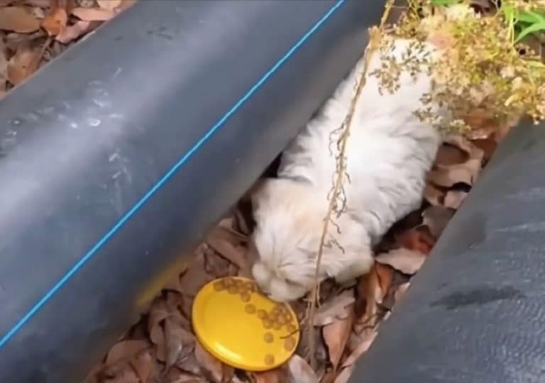 white dog eating outside 768x540