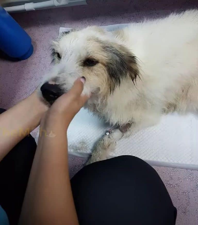 woman holding dogs mouth 768x872