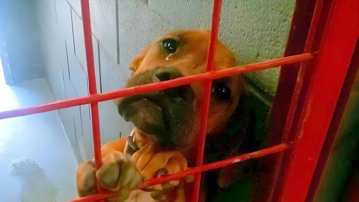 Heartbreaking Photo of Crying Shelter Dog Inspires Mass Adoptions