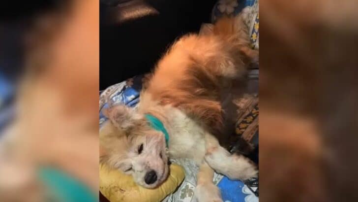 Sick Dog Fought for Her Life and Won Thanks to Unstoppable Rescuers