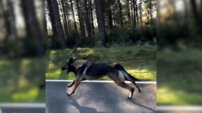 Abandoned Pup Chased His Owner's Car Until a Kind Stranger Intervened
