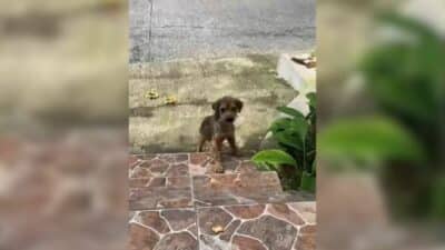 Sick Abandoned Pup Who Lived A Miserable Life In A Cage Discovers Happiness