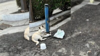 Tied to a Pole for Days, This Husky's Rescue Shocked Everyone
