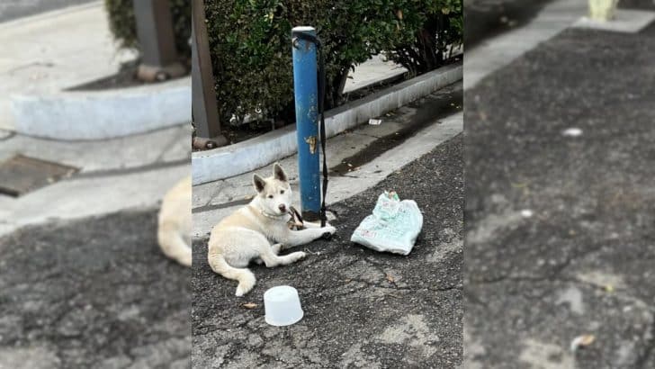 Tied to a Pole for Days, This Husky's Rescue Shocked Everyone