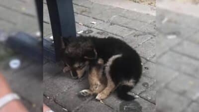 From Sidewalk Struggle to Loving Home: Buhica's Rescue Story