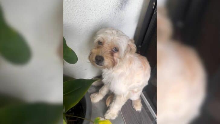 Abandoned Puppy Waits on Porch Until a Kind Rescuer Changes Her Life