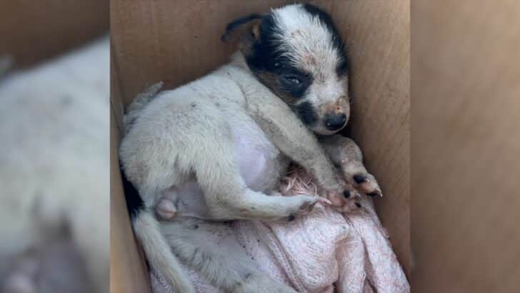 From Sadness to Hope: How an Abandoned Puppy Named Panda Got a Second Chance
